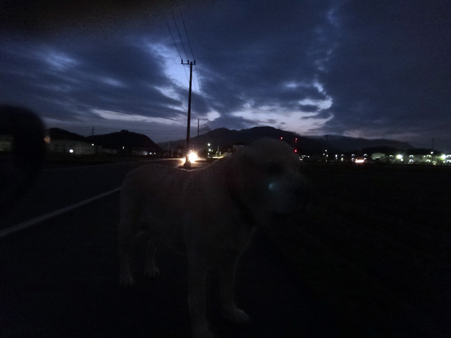 株式会社日食　愛犬ナナ　ゴールデン　ラブラドール　レトリバー　散歩 