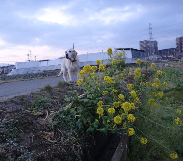 株式会社日食　愛犬ナナ　ゴールデン　ラブラドール　レトリバー　散歩　菜の花
