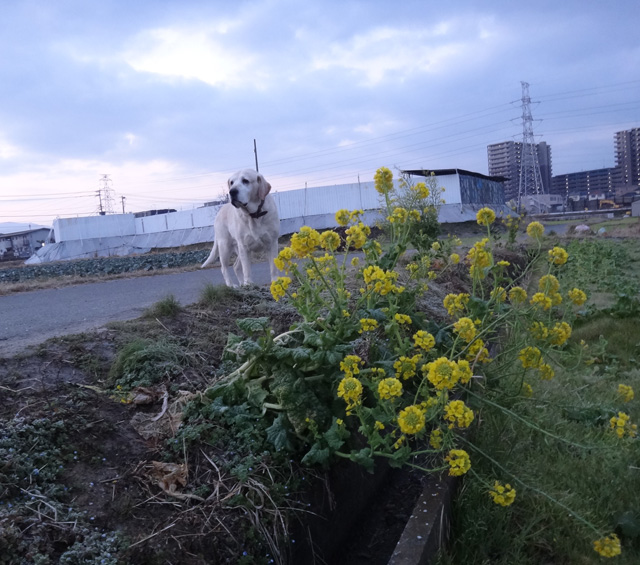 株式会社日食 愛犬ナナ ゴールデン ラブラドール レトリバー 散歩 菜の花