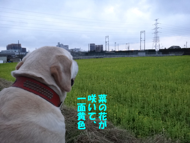 株式会社日食　愛犬ナナ　ゴールデン　ラブラドール　レトリバー　散歩