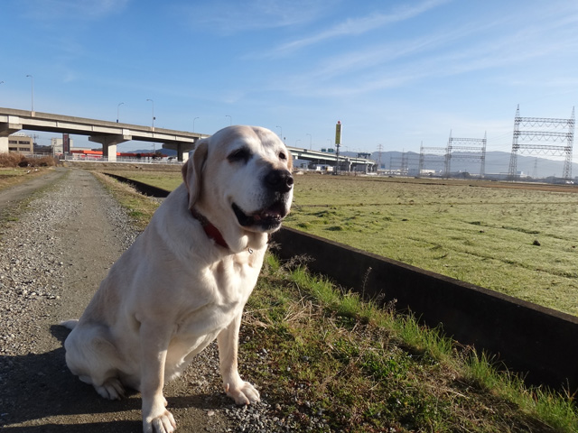 株式会社日食　愛犬ナナ　ゴールデン　ラブラドール　レトリバー　散歩