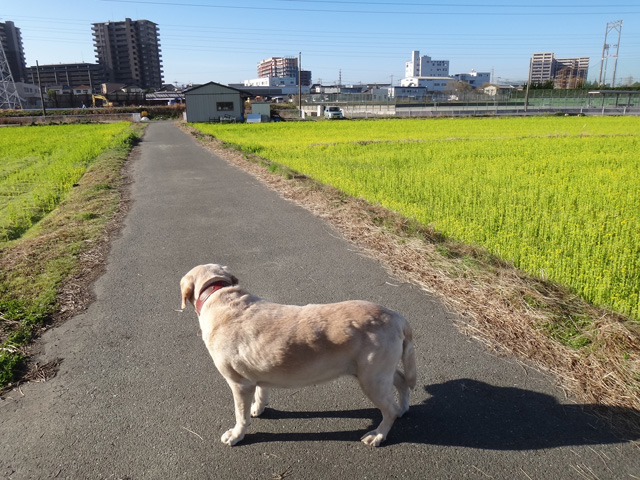 株式会社日食　愛犬ナナ　ゴールデン　ラブラドール　レトリバー　散歩