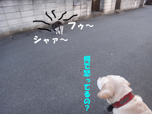 株式会社日食　愛犬ナナ　ゴールデン　ラブラドール　レトリバー　散歩