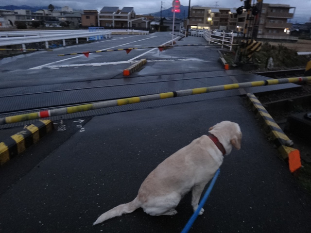 株式会社日食　愛犬ナナ　ゴールデン　ラブラドール　レトリバー　散歩