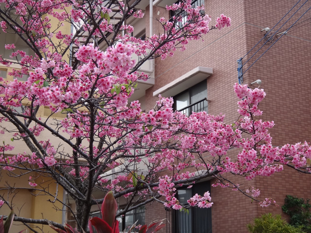 株式会社日食　沖縄県浦添市　桜