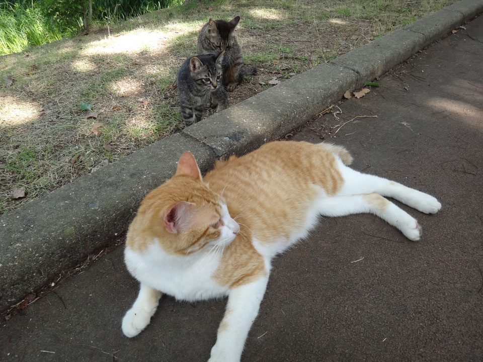 株式会社日食　駕与丁公園（かよいちょうこうえん）　福岡県粕屋郡 粕屋町　猫　ネコ　ねこ　ｃａｔ
