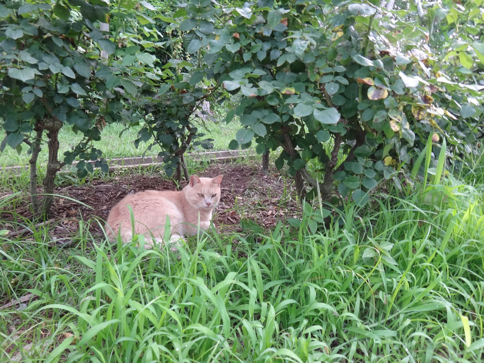 株式会社日食　駕与丁公園（かよいちょうこうえん）　福岡県粕屋郡 粕屋町　猫　ネコ　ねこ　ｃａｔ
