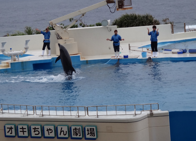 株式会社日食　沖縄出張　沖縄県国頭郡本部町　沖縄美ら海水族館　オキちゃん劇場　イルカショー