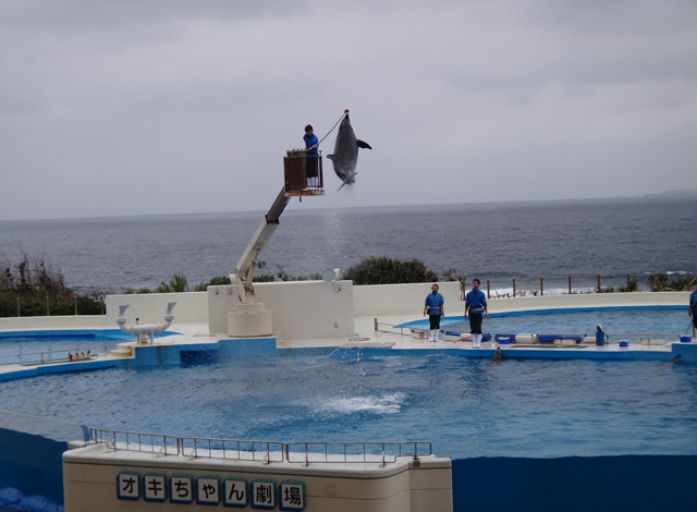 株式会社日食　沖縄出張　沖縄県国頭郡本部町　沖縄美ら海水族館　オキちゃん劇場　イルカショー