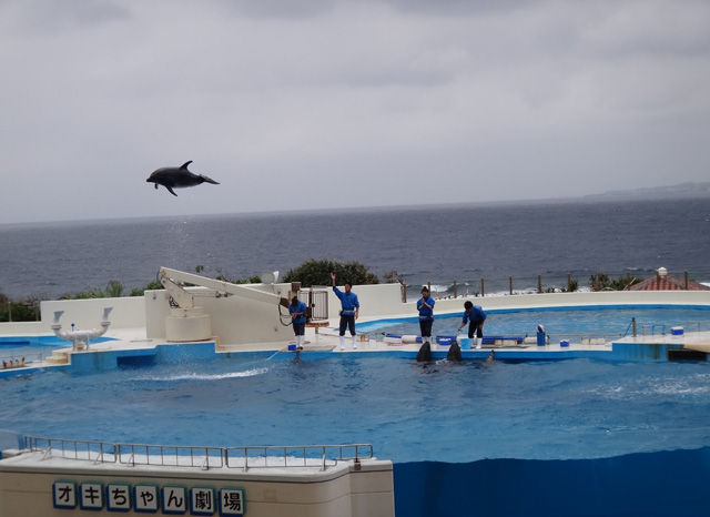 株式会社日食　沖縄出張　沖縄県国頭郡本部町　沖縄美ら海水族館　オキちゃん劇場　イルカショー