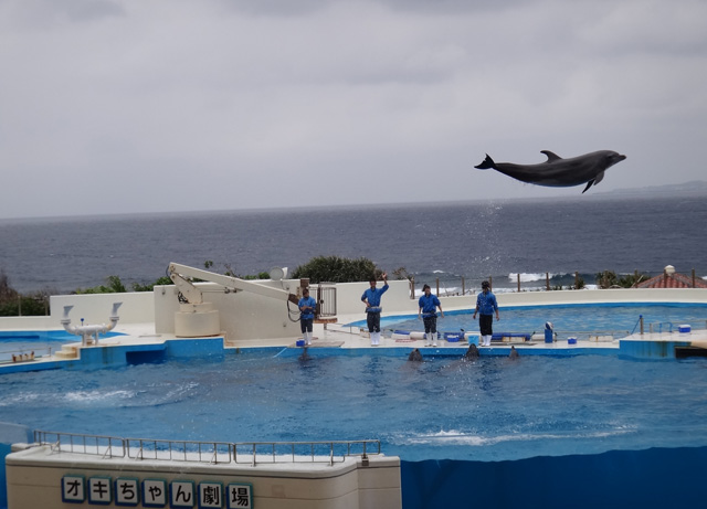 株式会社日食　沖縄出張　沖縄県国頭郡本部町　沖縄美ら海水族館　オキちゃん劇場　イルカショー