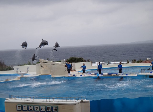 株式会社日食　沖縄出張　沖縄県国頭郡本部町　沖縄美ら海水族館　オキちゃん劇場　イルカショー