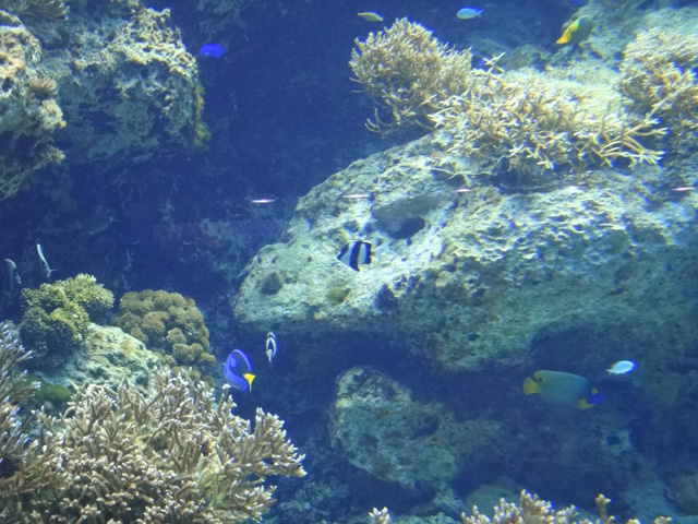 株式会社日食　沖縄出張　沖縄県国頭郡本部町　沖縄美ら海水族館　