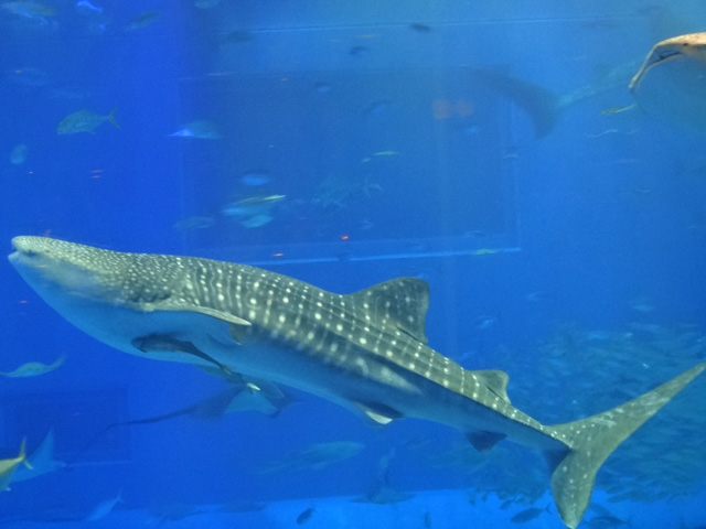 株式会社日食　沖縄出張　沖縄県国頭郡本部町　沖縄美ら海水族館　ジンベエザメ