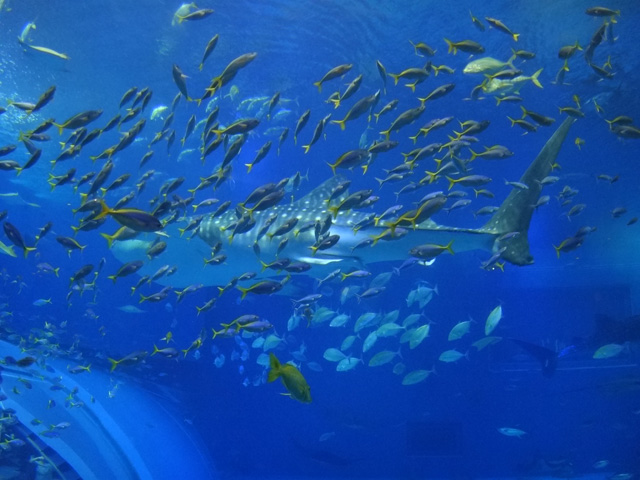 株式会社日食　沖縄出張　沖縄県国頭郡本部町　沖縄美ら海水族館　ジンベエザメ