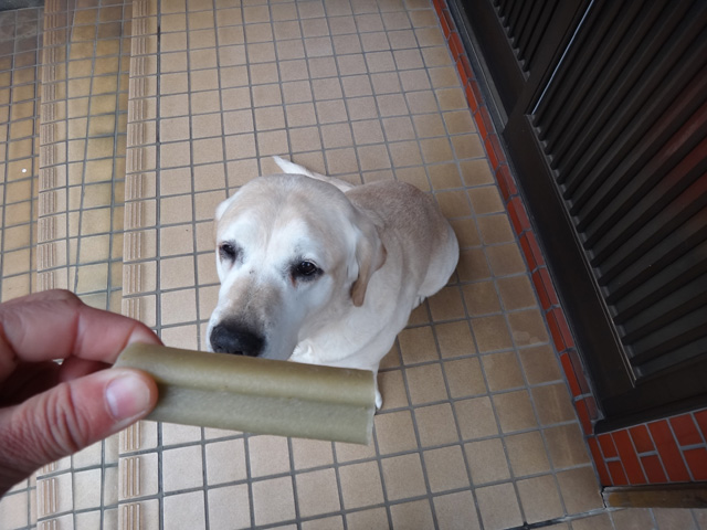 株式会社日食　愛犬ナナ　ゴールデン　ラブラドール　レトリバー　ぺティグリー　ジャンボーン