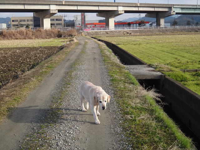 株式会社日食　愛犬ナナ　ゴールデン　ラブラドール　レトリバー　散歩