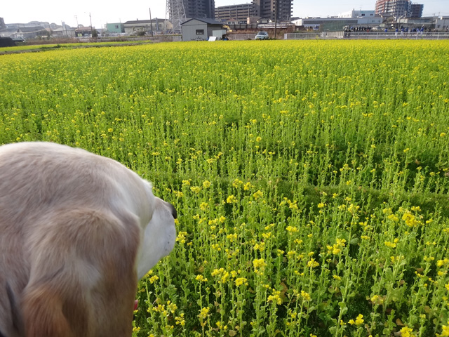 株式会社日食　愛犬ナナ　ゴールデン　ラブラドール　レトリバー　散歩　菜の花