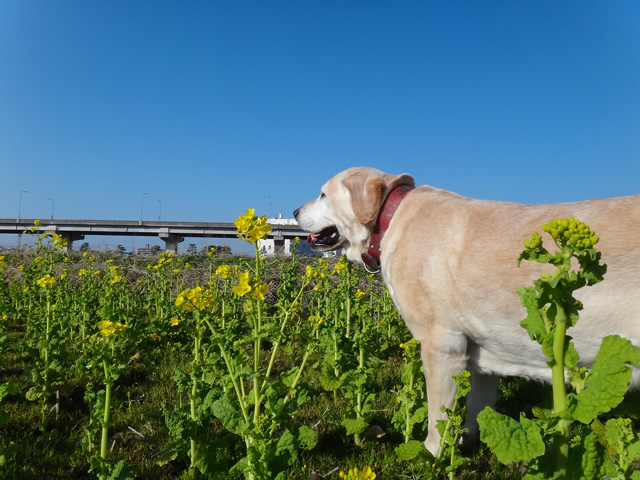 株式会社日食　愛犬ナナ　ゴールデン　ラブラドール　レトリバー　散歩　菜の花