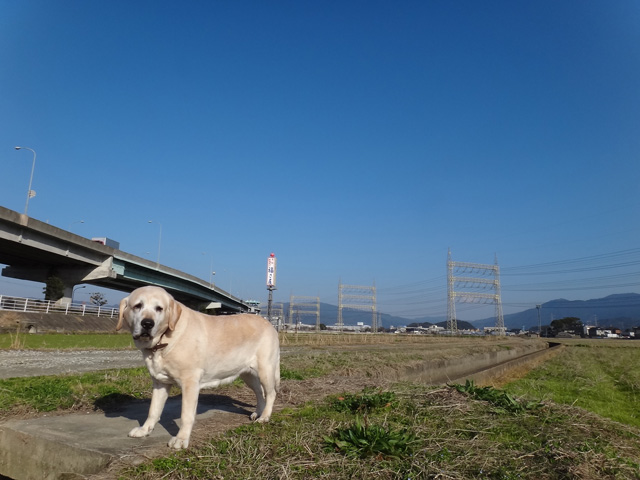 株式会社日食　愛犬ナナ　ゴールデン　ラブラドール　レトリバー　散歩　
