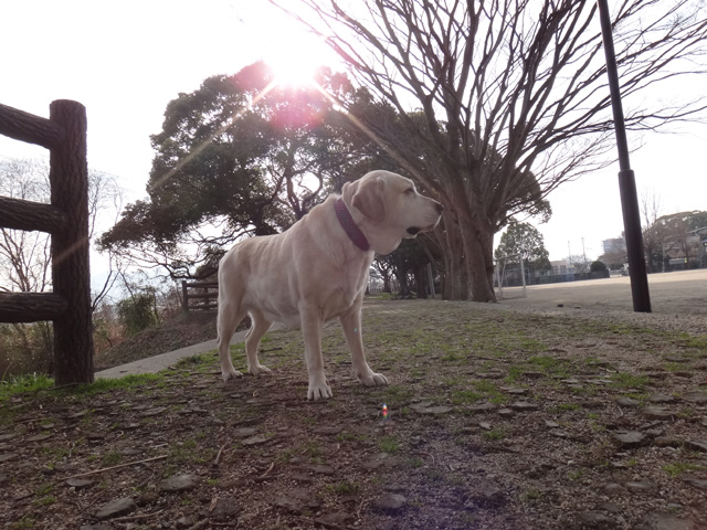 株式会社日食　愛犬ナナ　ゴールデン　ラブラドール　レトリバー　散歩　