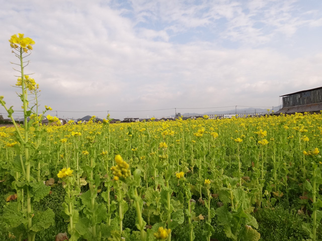 株式会社日食　愛犬ナナ　ゴールデン　ラブラドール　レトリバー　散歩　菜の花