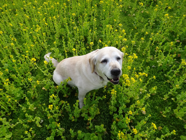 株式会社日食　愛犬ナナ　ゴールデン　ラブラドール　レトリバー　散歩　菜の花