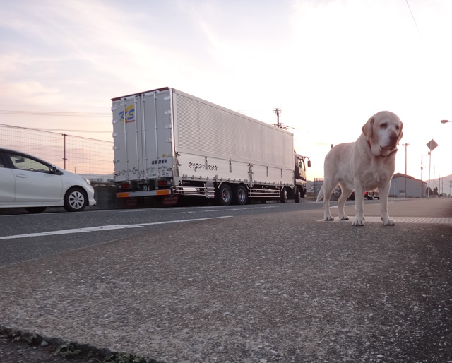 株式会社日食　愛犬ナナ　ゴールデン　ラブラドール　レトリバー　散歩