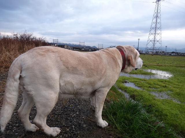 株式会社日食　愛犬ナナ　ゴールデン　ラブラドール　レトリバー　散歩