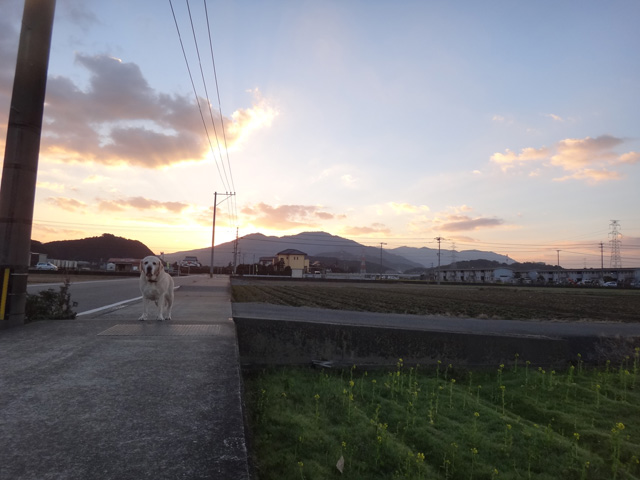 株式会社日食　愛犬ナナ　ゴールデン　ラブラドール　レトリバー　散歩