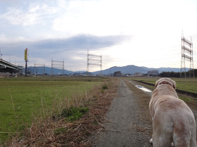 株式会社日食　愛犬ナナ　ゴールデン　ラブラドール　レトリバー　散歩