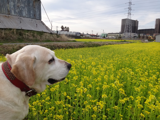 株式会社日食　愛犬ナナ　ゴールデン　ラブラドール　レトリバー　散歩