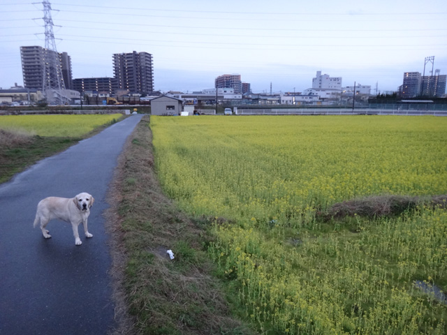 株式会社日食　愛犬ナナ　ゴールデン　ラブラドール　レトリバー　散歩　菜の花