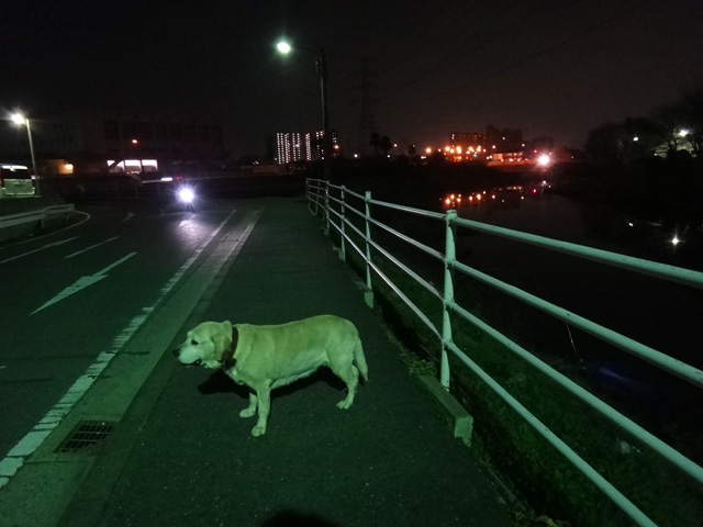 株式会社日食　愛犬ナナ　ゴールデン　ラブラドール　レトリバー　散歩