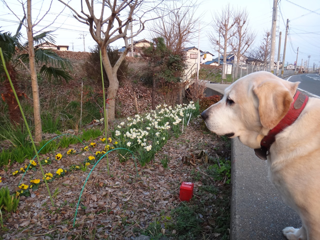 株式会社日食　愛犬ナナ　ゴールデン　ラブラドール　レトリバー　散歩