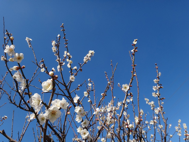 株式会社日食　平成２５年２月２４日　日曜日　梅の花