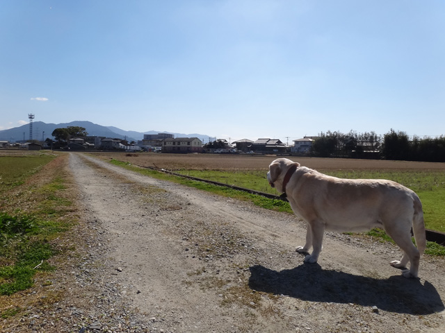 株式会社日食　愛犬ナナ　ゴールデン　ラブラドール　レトリバー　散歩