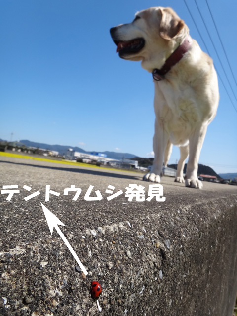 株式会社日食　テントウムシ　愛犬ナナ　ゴールデン　ラブラドール　レトリバー　散歩