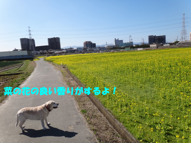 株式会社日食　愛犬ナナ　ゴールデン　ラブラドール　レトリバー　散歩　菜の花