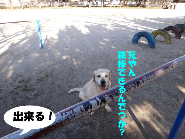 株式会社日食　愛犬ナナ　ゴールデン　ラブラドール　レトリバー　散歩