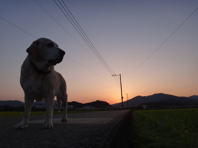 株式会社日食　愛犬ナナ　ゴールデン　ラブラドール　レトリバー　散歩