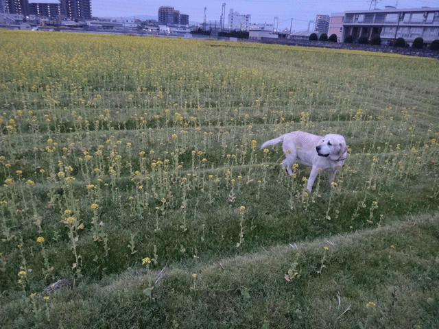 株式会社日食　愛犬ナナ　ゴールデン　ラブラドール　レトリバー　散歩