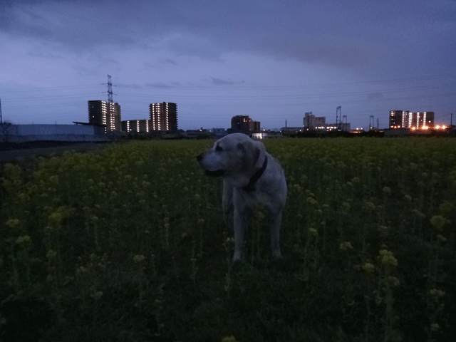 株式会社日食　愛犬ナナ　ゴールデン　ラブラドール　レトリバー　散歩