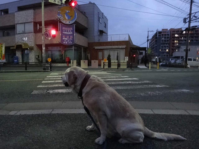 株式会社日食　愛犬ナナ　ゴールデン　ラブラドール　レトリバー　散歩