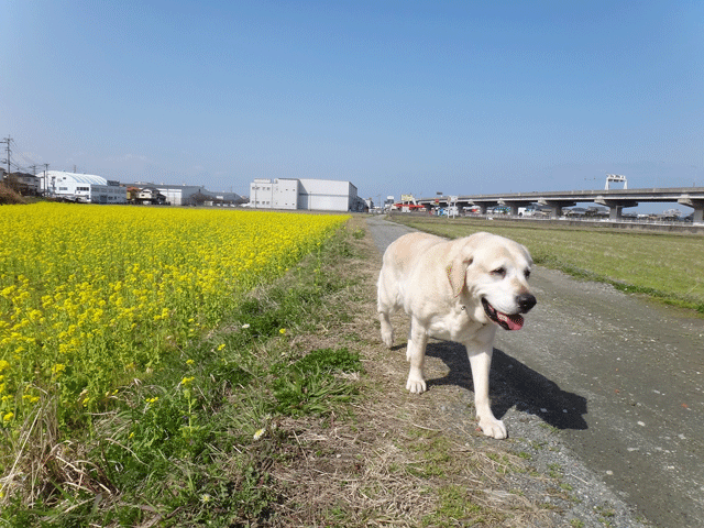 株式会社日食　愛犬ナナ　ゴールデン　ラブラドール　レトリバー　散歩