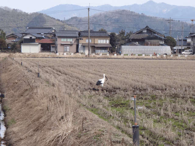 株式会社日食　コウノトリ　兵庫県但馬　豊岡市日高町