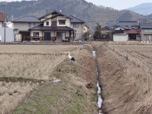 株式会社日食　コウノトリ　兵庫県但馬　豊岡市日高町