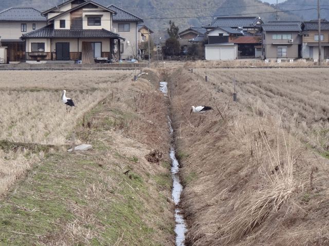 株式会社日食　コウノトリ　兵庫県但馬　豊岡市日高町