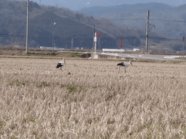 株式会社日食　コウノトリ　兵庫県但馬　豊岡市日高町