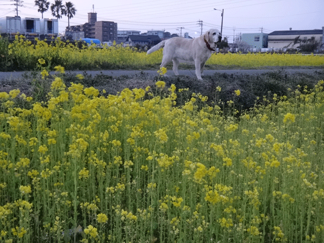 株式会社日食　愛犬ナナ　ゴールデン　ラブラドール　レトリバー　散歩